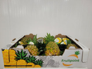 white box pineapple Costa Rica