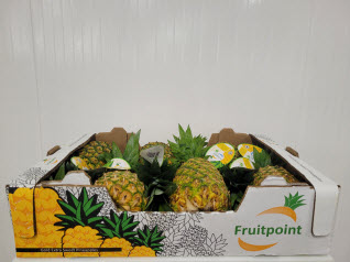 Piña Caja Blanca Costa Rica