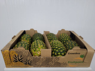 Crownless box pineapple Costa Rica