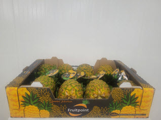 Black box pineapple Costa Rica