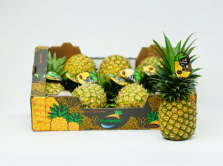 Premium Box Pineapple Costa Rica