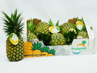 Standard Box Pineapple Costa Rica