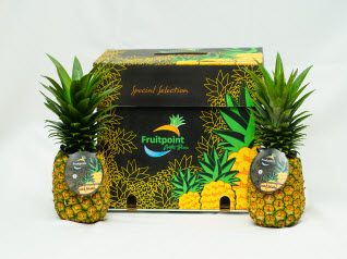 Premium Vertical Box Pineapple Costa Rica
