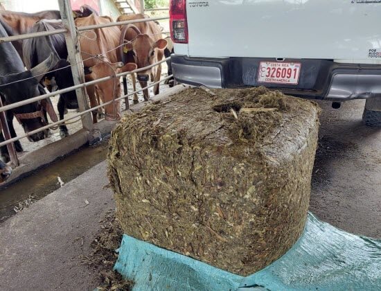 Pineapple Ensilage costa rica