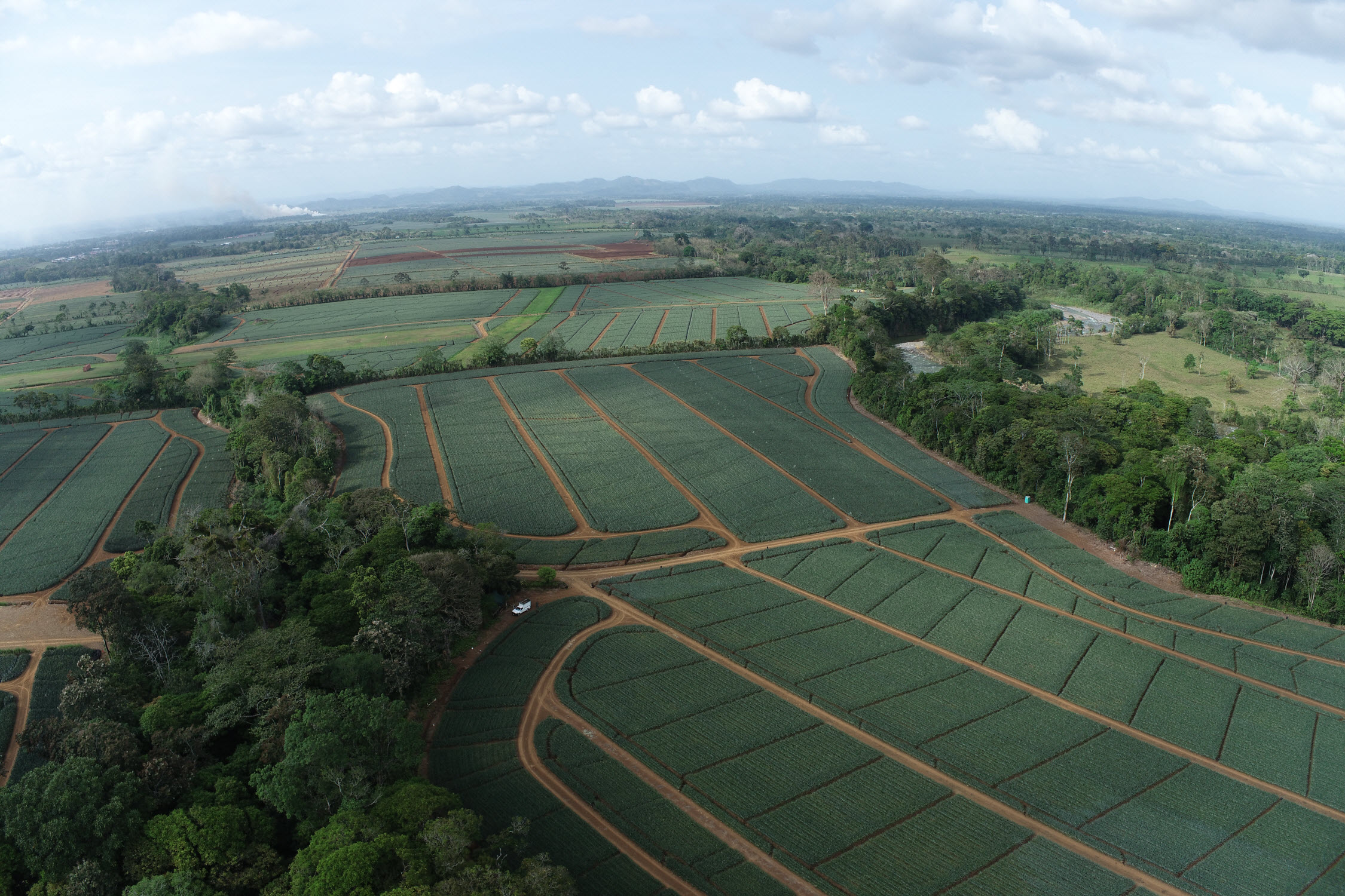 campo piña fruitpoint costa rica