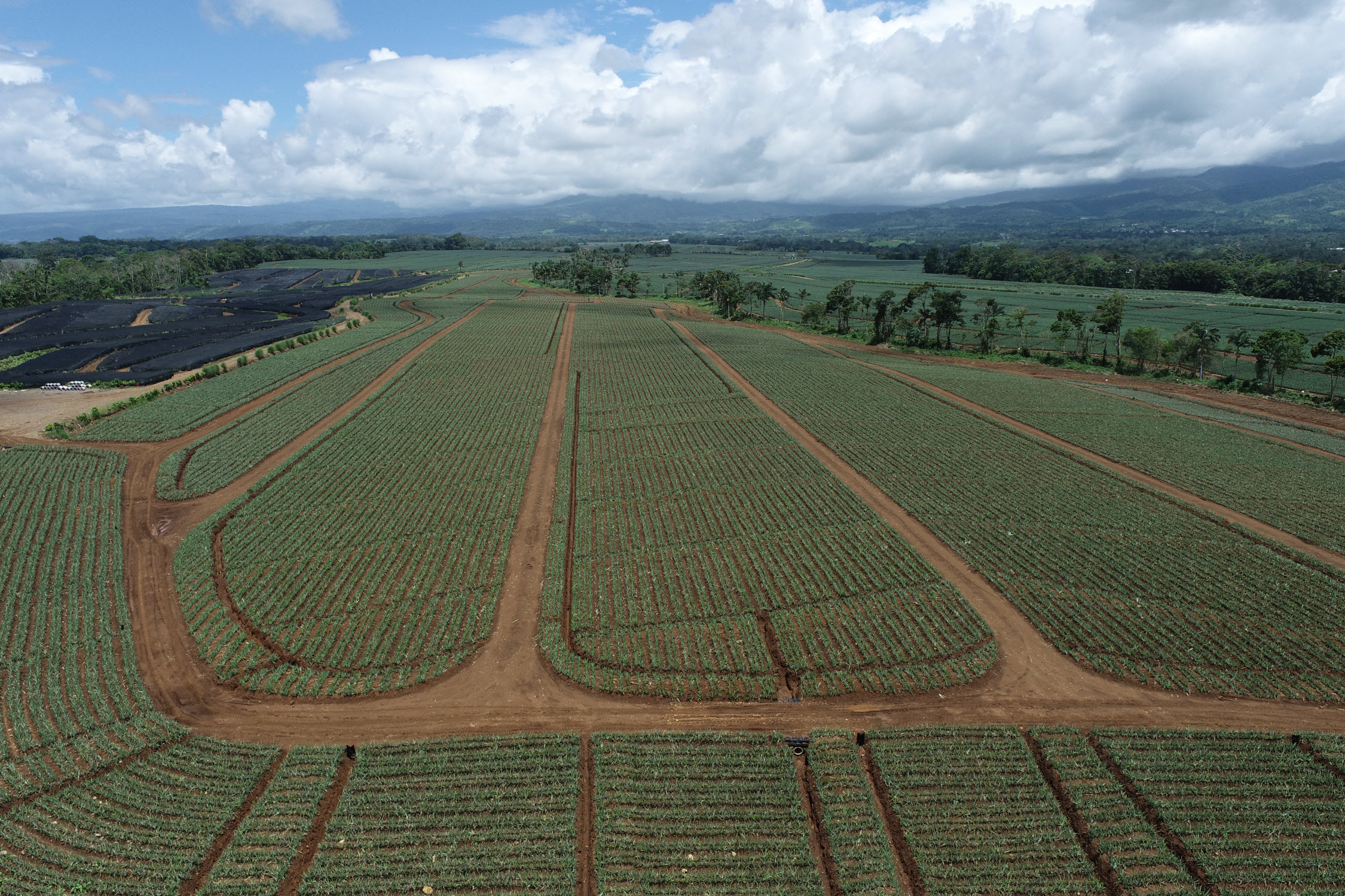 campo piña fruitpoint costa rica