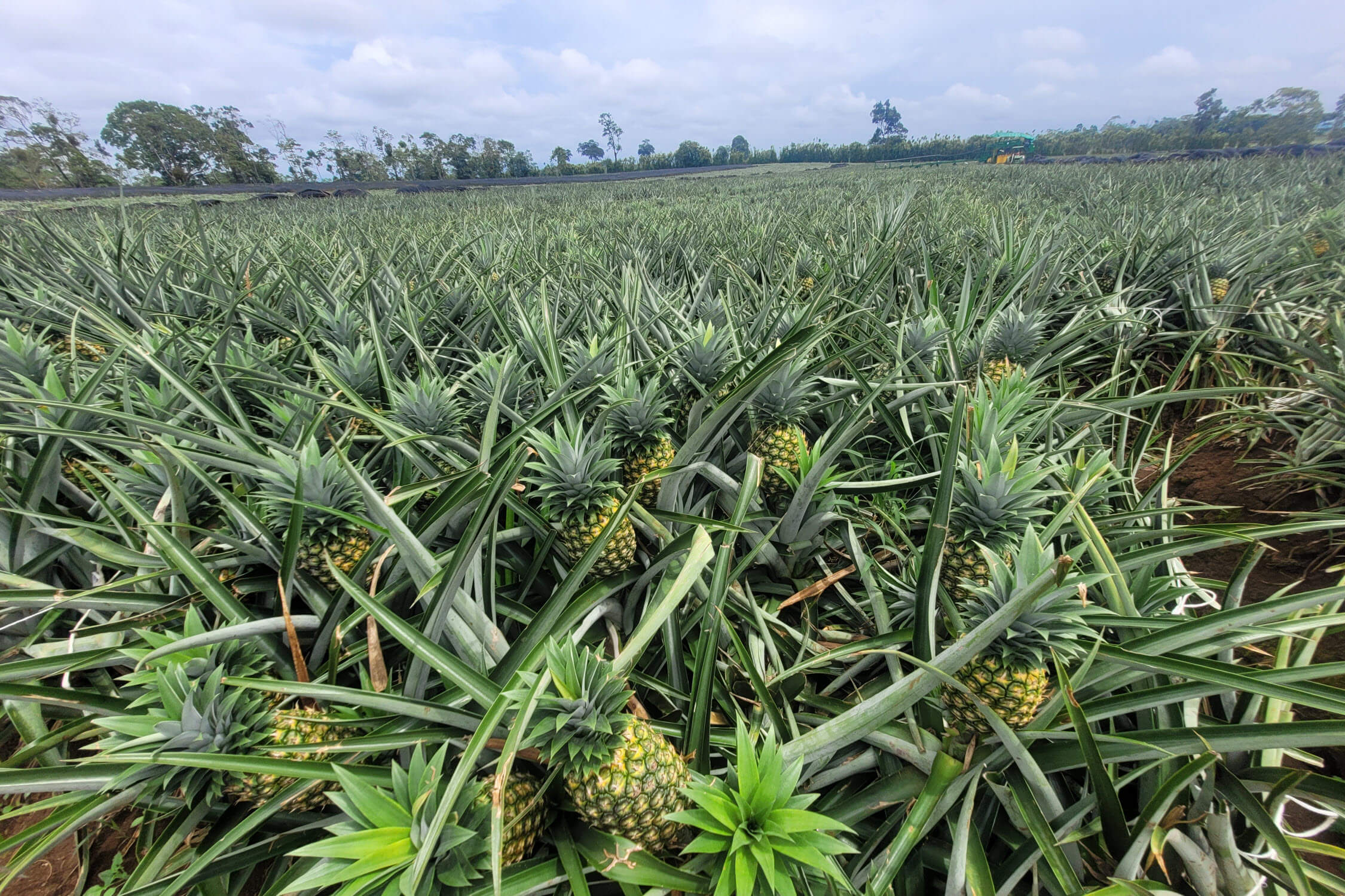 campo piña fruitpoint costa rica