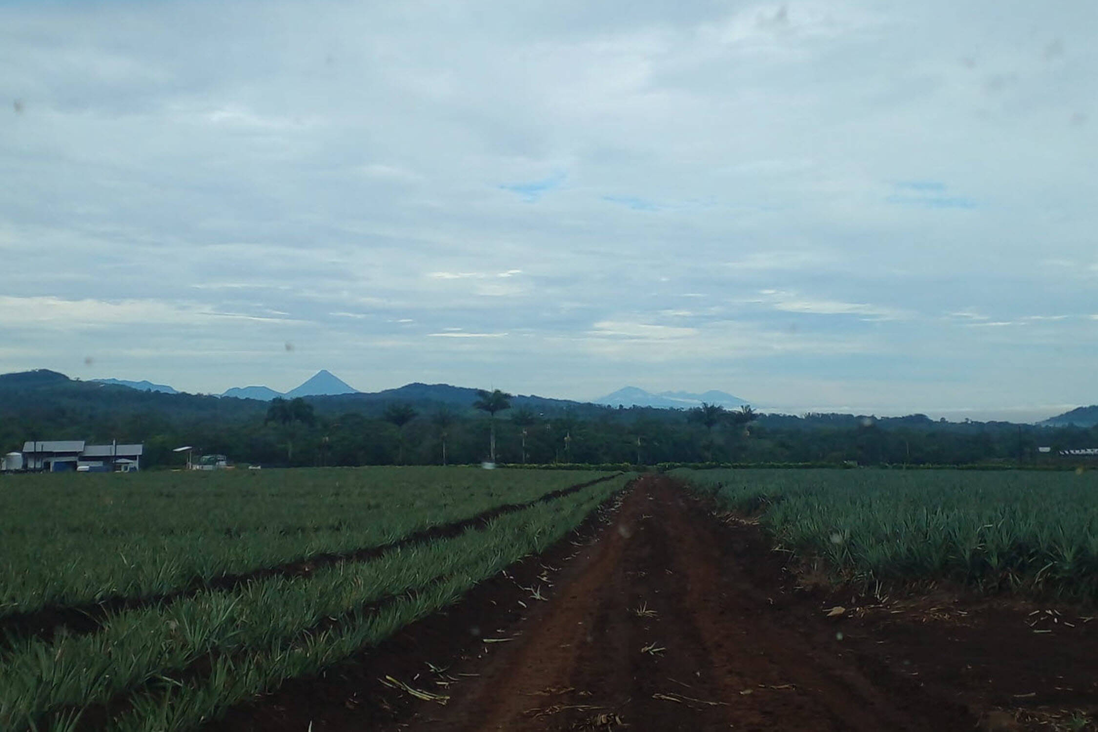 campo piña fruitpoint costa rica