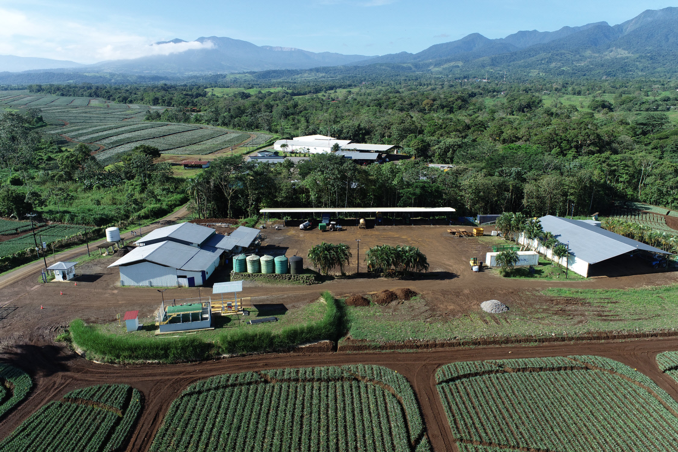 campo piña fruitpoint costa rica