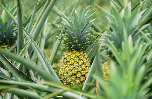 Pineapple costa rica