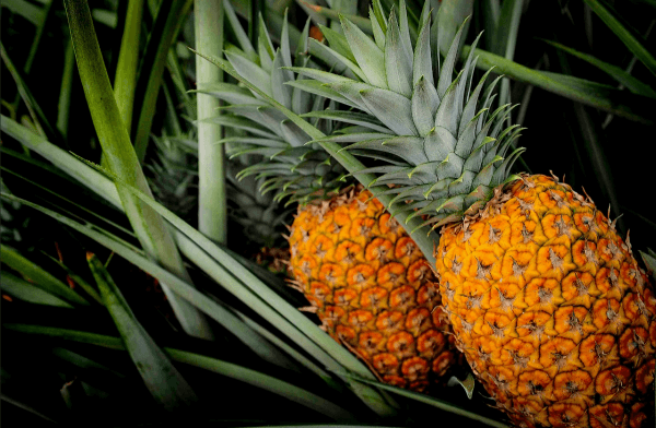 Pineapple costa rica