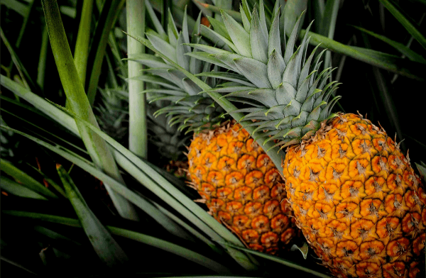 piña costa rica