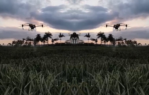 inspacción de plantaciones costa rica
