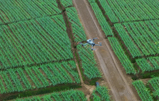 inspacción de plantaciones costa rica