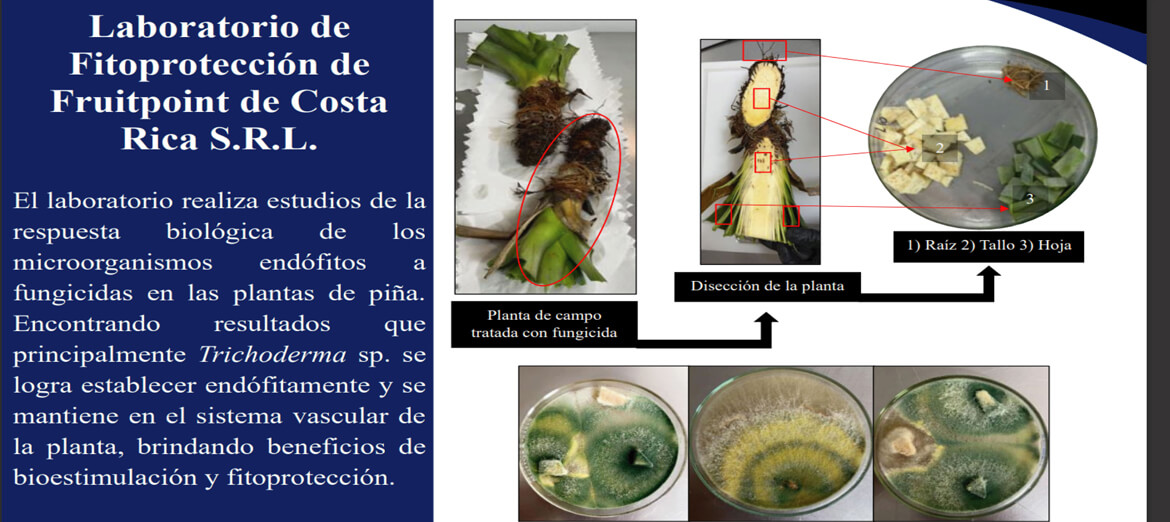 investigación costa rica