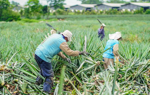 organic waste management costa rica pineapple