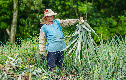 organic waste management costa rica pineapple