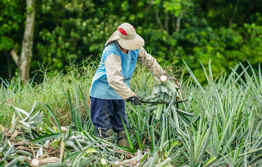 organic waste management costa rica pineapple