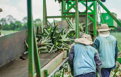 organic waste management costa rica pineapple