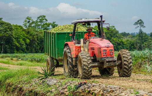 organic waste management costa rica pineapple