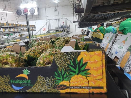 piña exportación costa rica