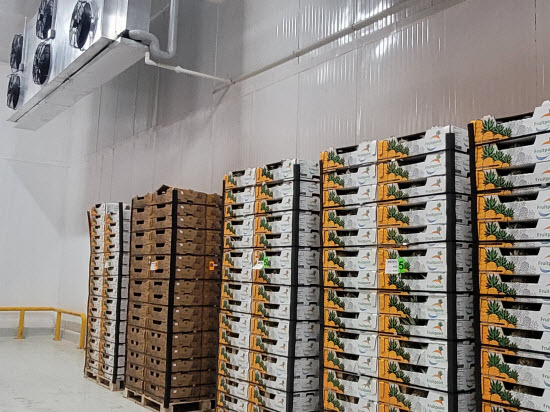 piña exportación costa rica