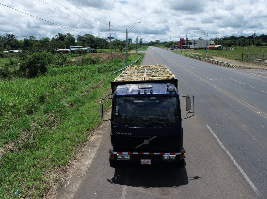 piña para IQF costa rica