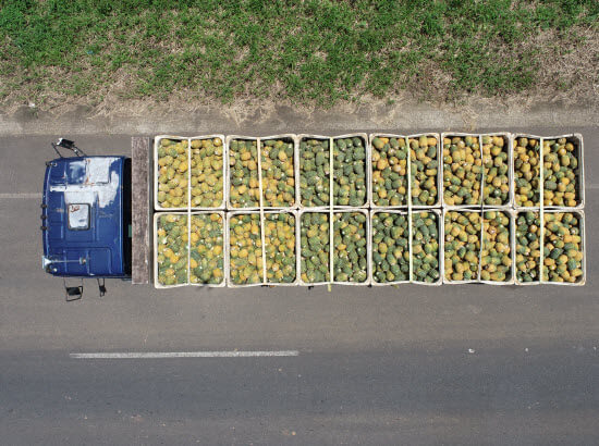 piña para IQF costa rica