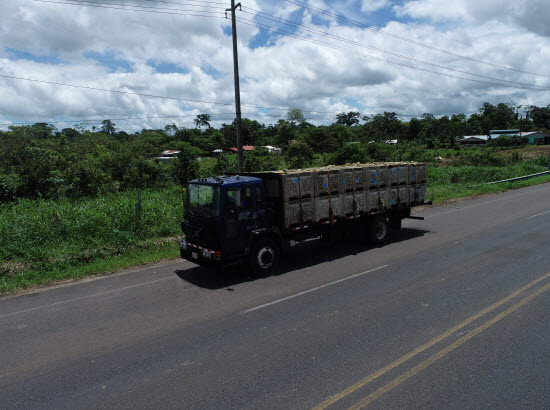 piña para IQF costa rica