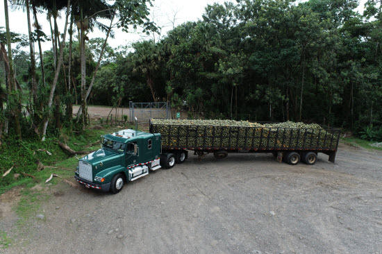 pineapple for juice costa rica