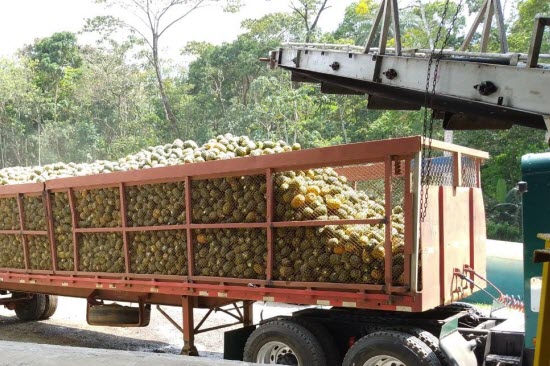 piña para jugo costa rica