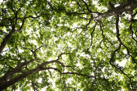 reforestación costa rica